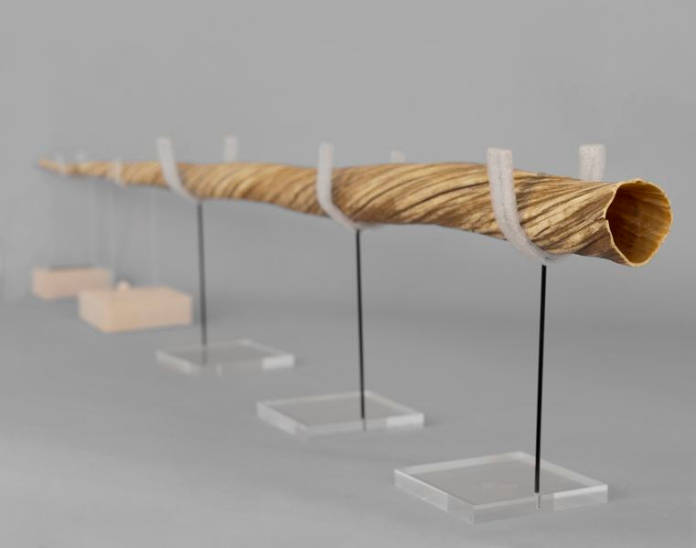 Narwhal Tusk : Brown University Library The Unicorn Found