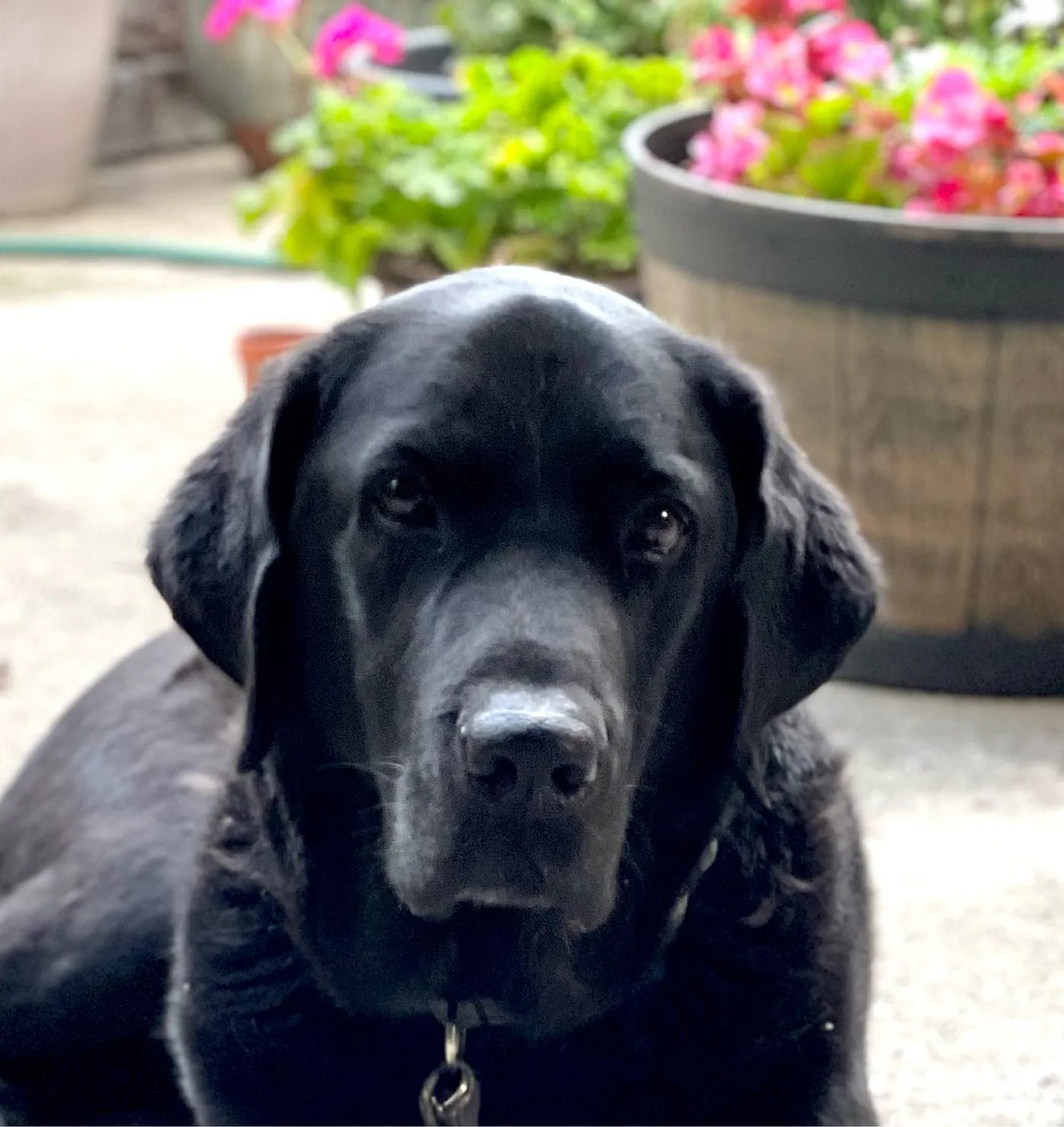 Close up photo of a black lab, this is guide dog Cooper. 
