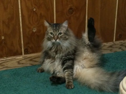 Chase_Leg_Up_How_Cats_Stay_Clean Chase_Leg_Up_How_Cats_Stay_Clean