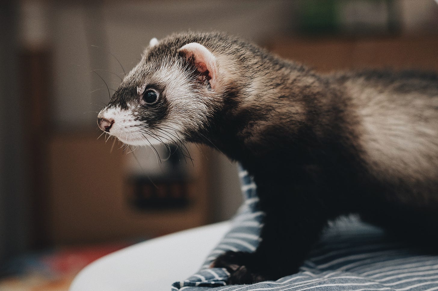 The black-footed ferret. The black-footed ferret.