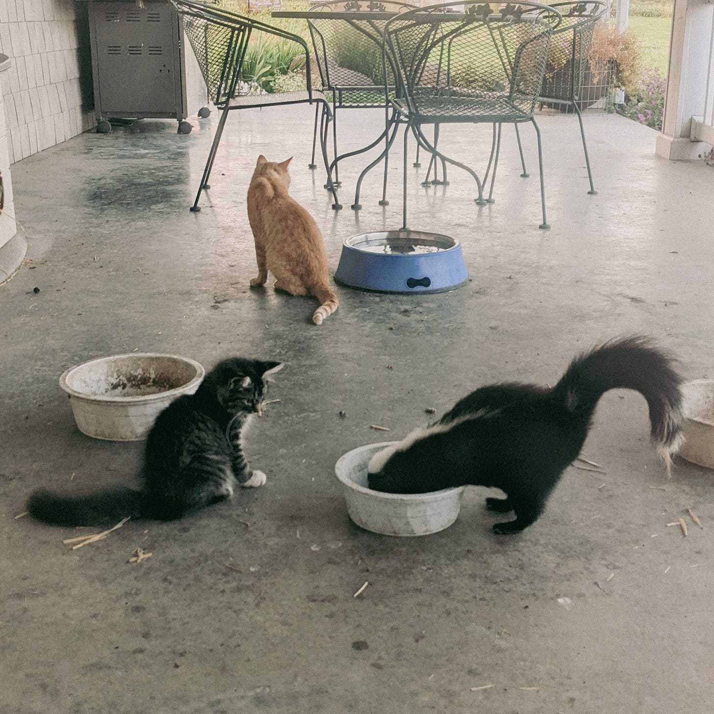 A kitten watches a skunk eat out of its cat food bowl