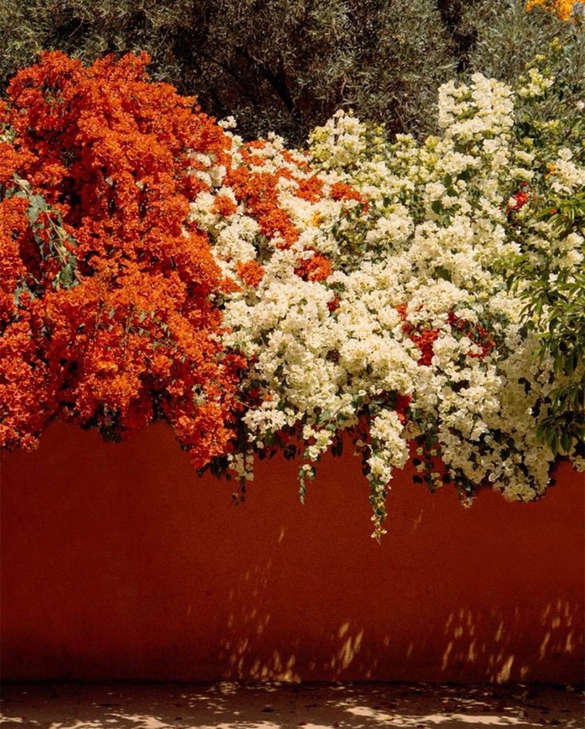 qotd, rumi, sahil bloom, jay shetty, on purpose, feel better, inspirational quotes, book recs, best books, goodreads, humor, iamthirtyaf, illustrations, mental wellness, power of positive thinking, universe, gratitude, friends, positivity, confidence, nice news, art, line drawings, linear theory, inspirational quotes, new yorker, poetry, universe, life advice, career, success, positive news, c magazine, ad magazine  Nature, wildlife photography, c magazine, California, flaunt magazine, fishermans bay, new zealand