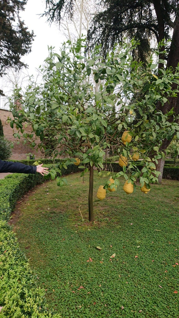 First image is of a tree in the garden of Villa Farnesina in Rome. A human hand is visible for scale. The second image is of a sign in the garden listing the various citrus fruits grown in the garden