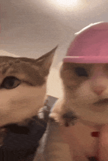 two cats one wearing a pink hard hat are looking at the camera two cats one wearing a pink hard hat are looking at the camera