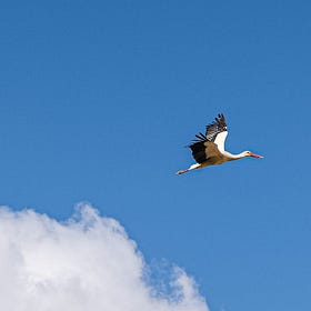 Land of white storks