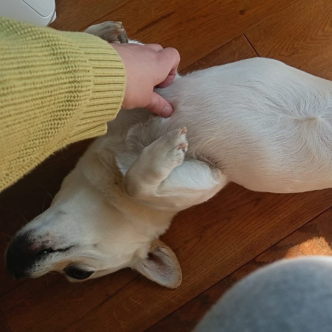 Small white dog lying on its back in sunlight on a wooden floor while being stroked, photographed for the Elspeth Wilson Tarot DMs interview.