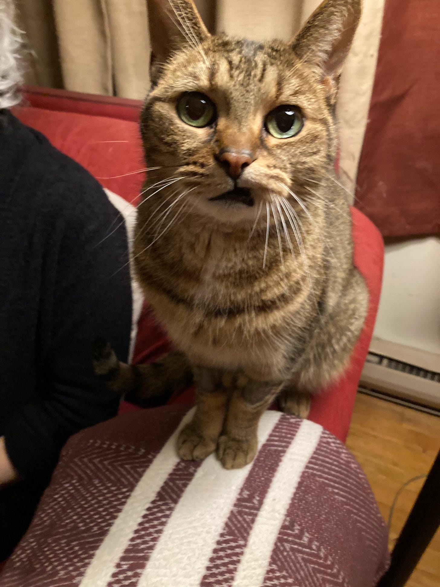 A brown tabby cat has her top lip in a snarl