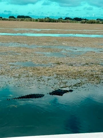 Alligator in the marshes