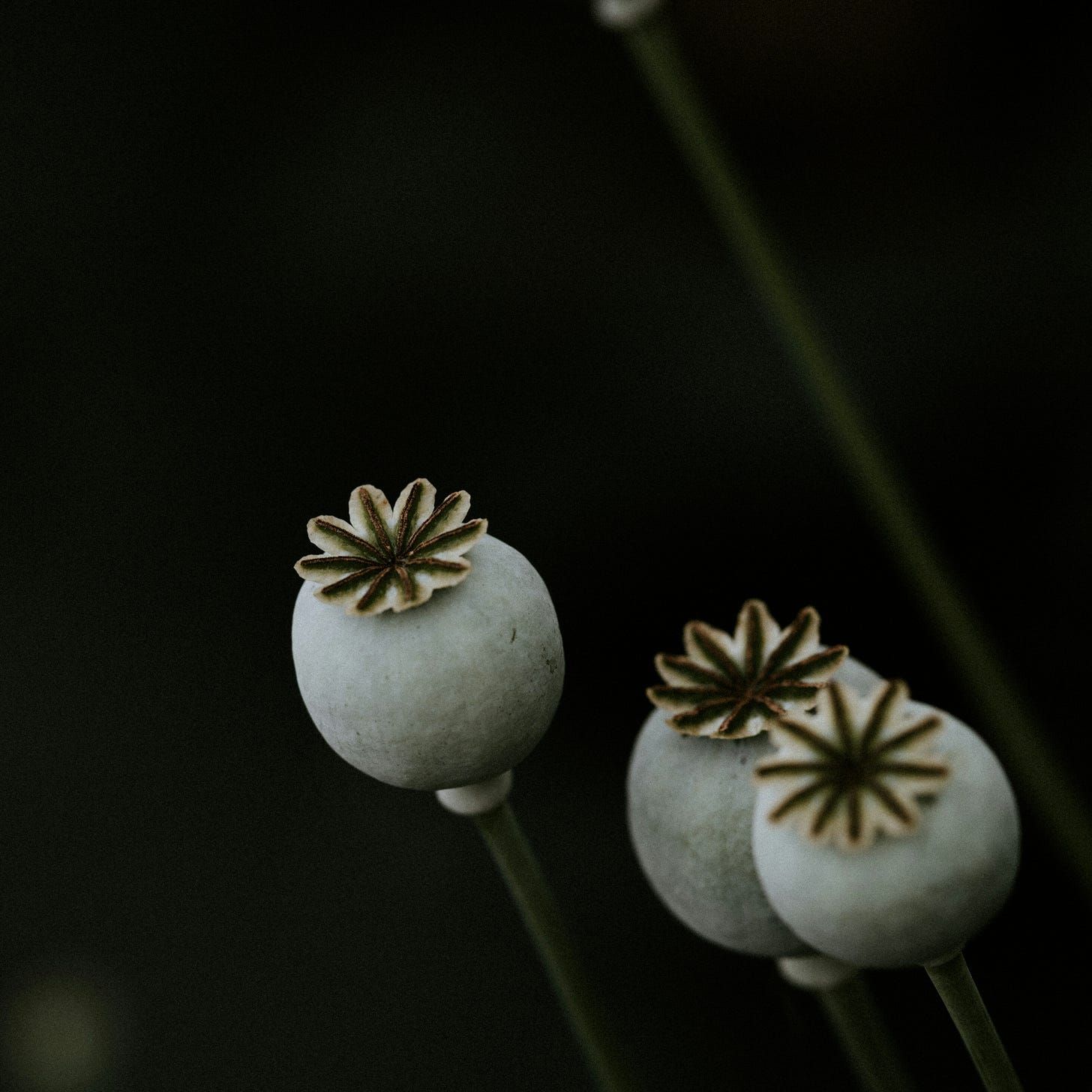 Poppy seed heads in a dark field