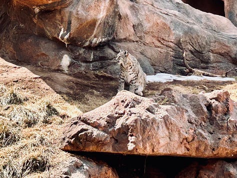 bear, goat, bobcat