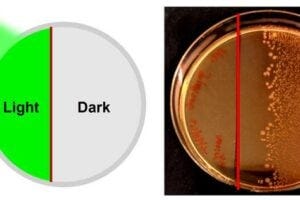A clear boundary formed after exposing light-activated penicillin to green light — half of the dish was sterilized, and the other half teemed with E. coli bacterial growth.