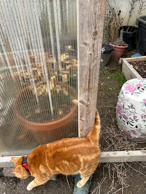 cat in greenhouse
