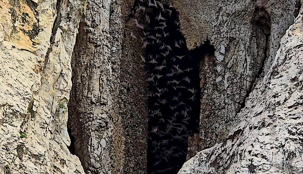 Illustration of Nipah virus spillover risk in South and Southeast Asia, showing Pteropus fruit bats transmitting the virus to humans through ecological disruption, deforestation, and climate stress, highlighting outbreaks in Malaysia, India, and Bangladesh and the growing focus on environmental surveillance and One Health approaches. Illustration of Nipah virus spillover risk in South and Southeast Asia, showing Pteropus fruit bats transmitting the virus to humans through ecological disruption, deforestation, and climate stress, highlighting outbreaks in Malaysia, India, and Bangladesh and the growing focus on environmental surveillance and One Health approaches.