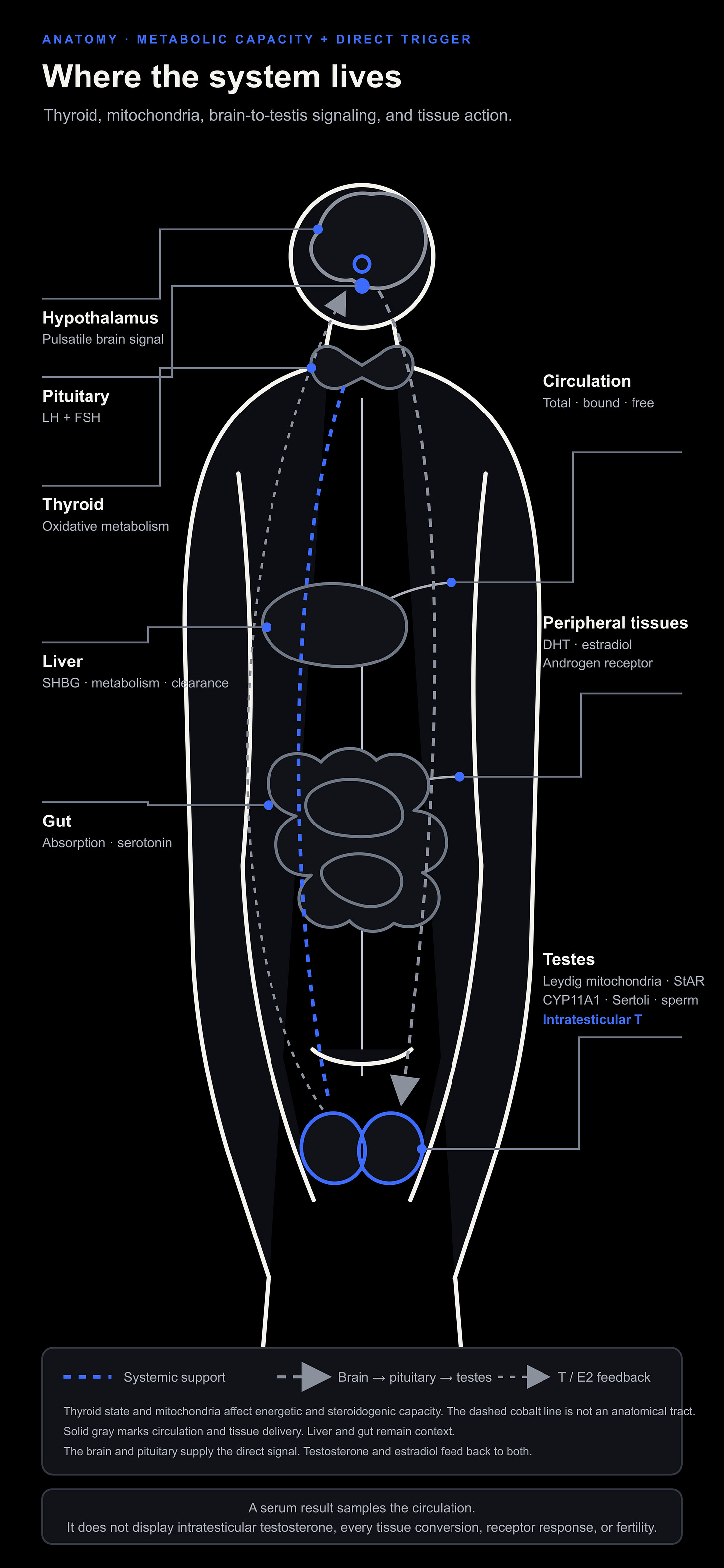 Anatomical locations in the androgen system