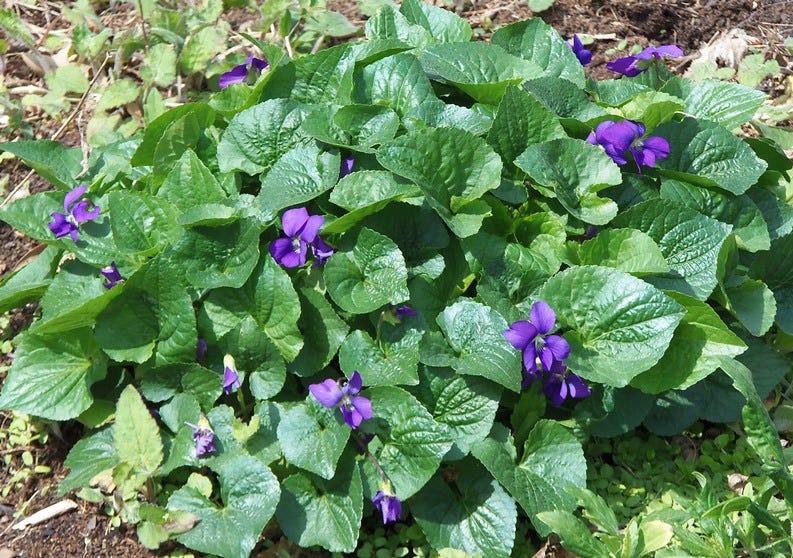a cluster of violets and leaves a cluster of violets and leaves