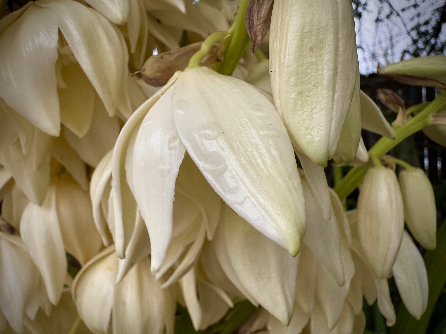 White yucca blossoms with rain