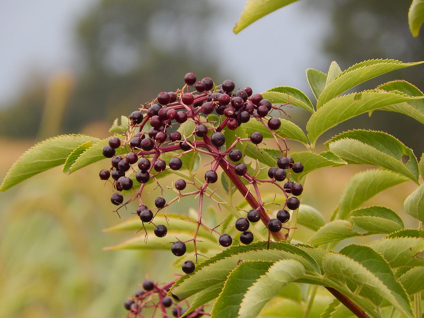 ripe Elderberry cluster with leaves ripe Elderberry cluster with leaves