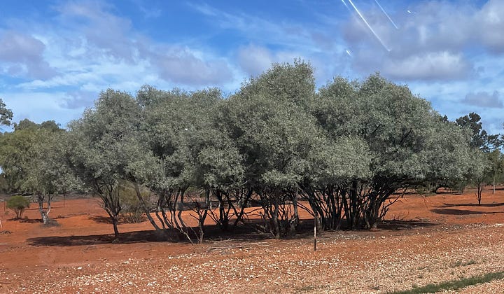 goats, trees