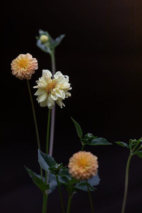 Dahlia cosmos mullein and coneflowers images