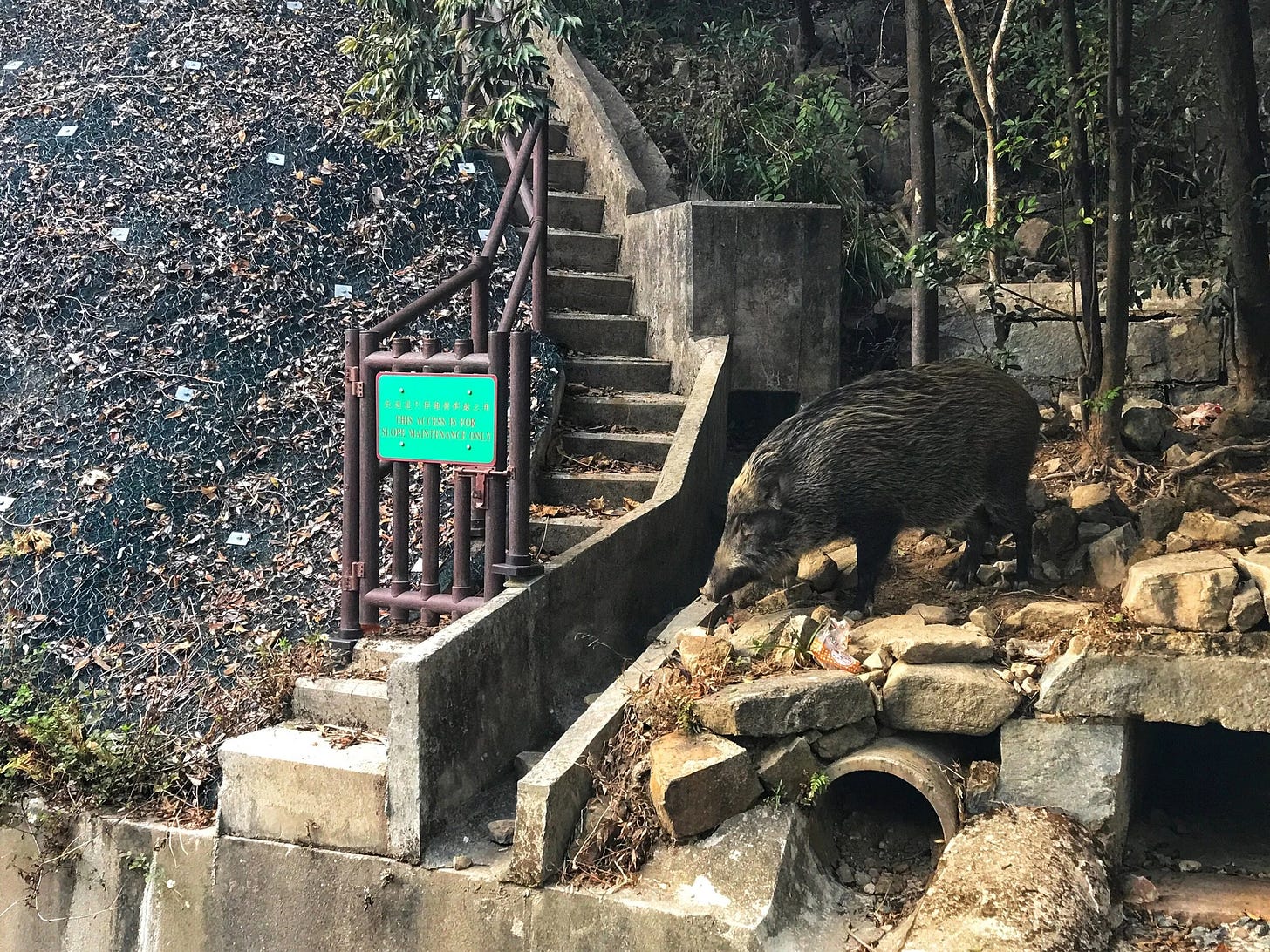  Spotted: Wild Boar at Aberdeen Reservoir  