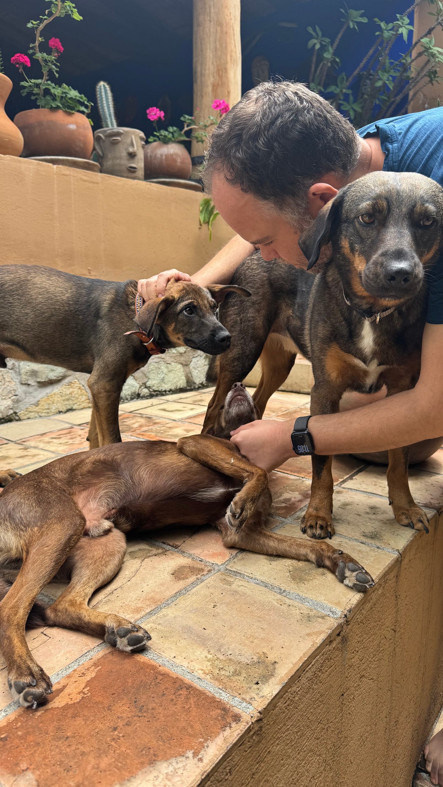 Three dogs being pet by a man wearing a blue shirt.