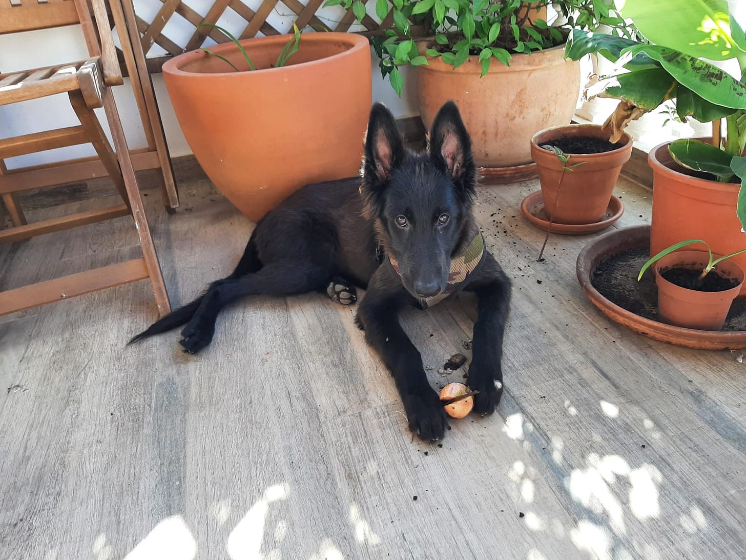 Lula lying down with some stray plants between her front paws or maybe a ball or SOMETHING that she is NOT SUPPOSED TO HAVE. And you know what? She is still adorable.