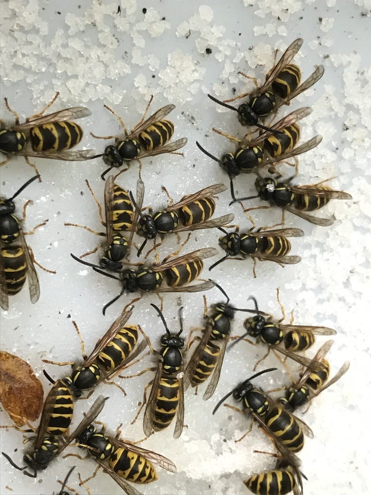 Wespen zijn dol op zoetigheid. Je kan ze in augustus trakteren op natte suiker in een hoekje van de tuin. Wespen zijn dol op zoetigheid. Je kan ze in augustus trakteren op natte suiker in een hoekje van de tuin.