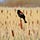 Blackbirds and Biorisks