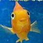Shane wooten's avatar