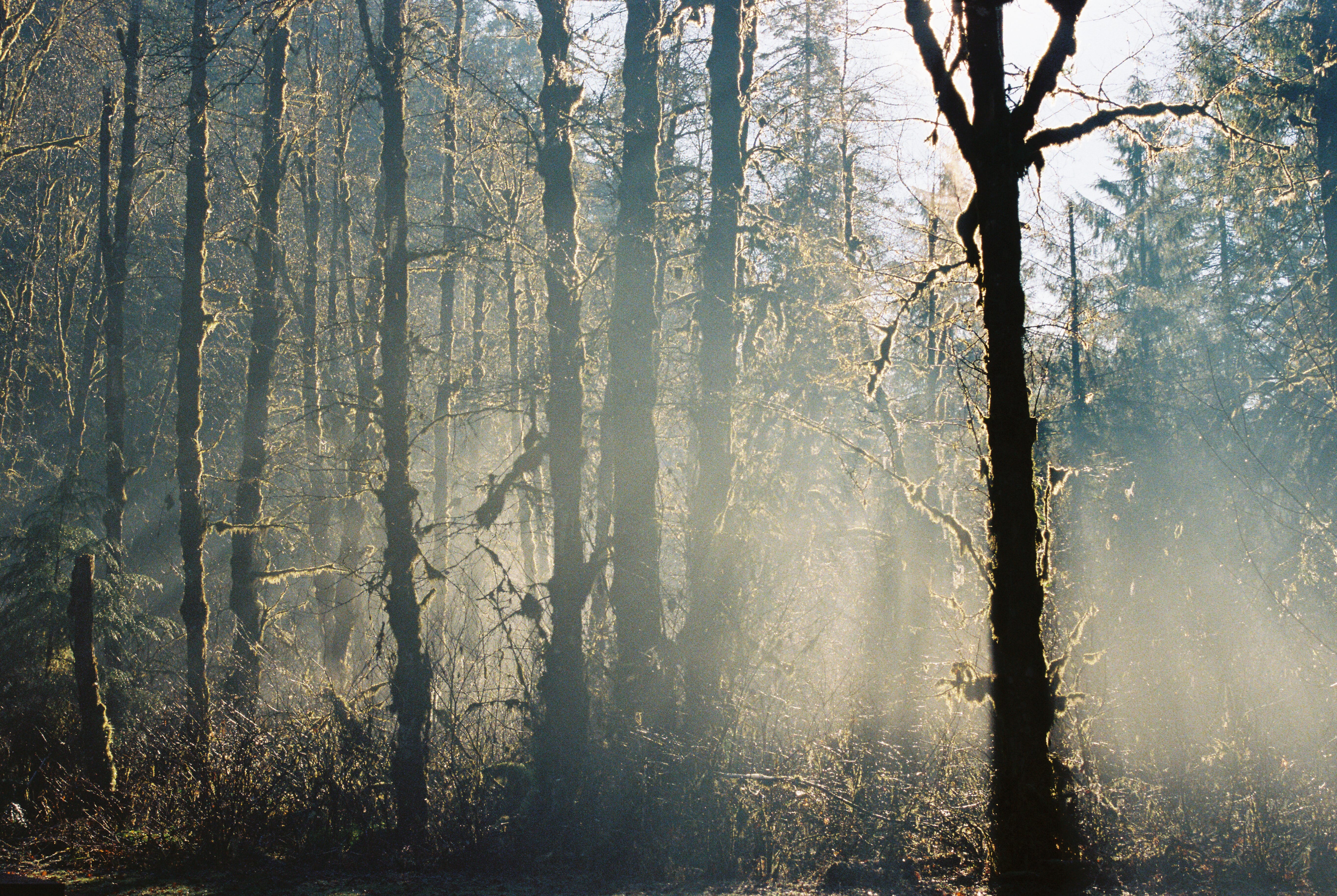 A misty morning in the forest