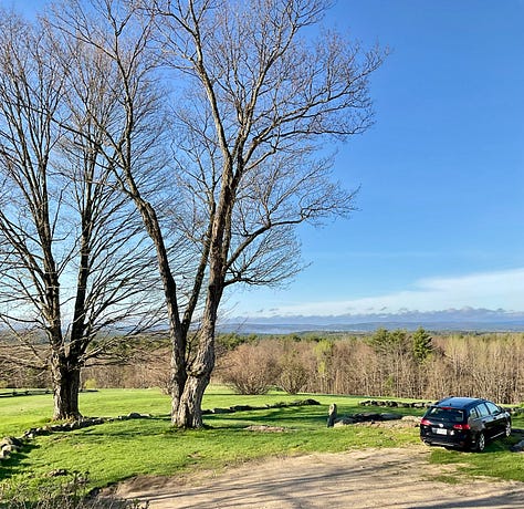 A view of early-spring flowers and maple trees.