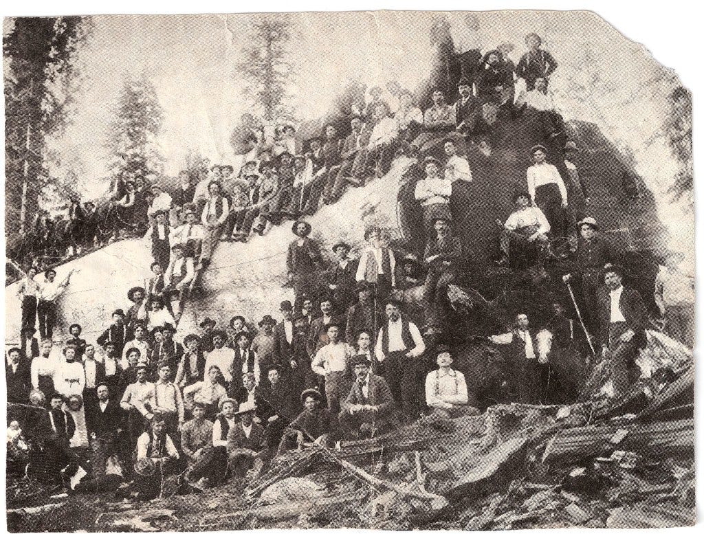 People and Horses on a Gigantic Redwood Log; about 1900. People and Horses on a Gigantic Redwood Log; about 1900.