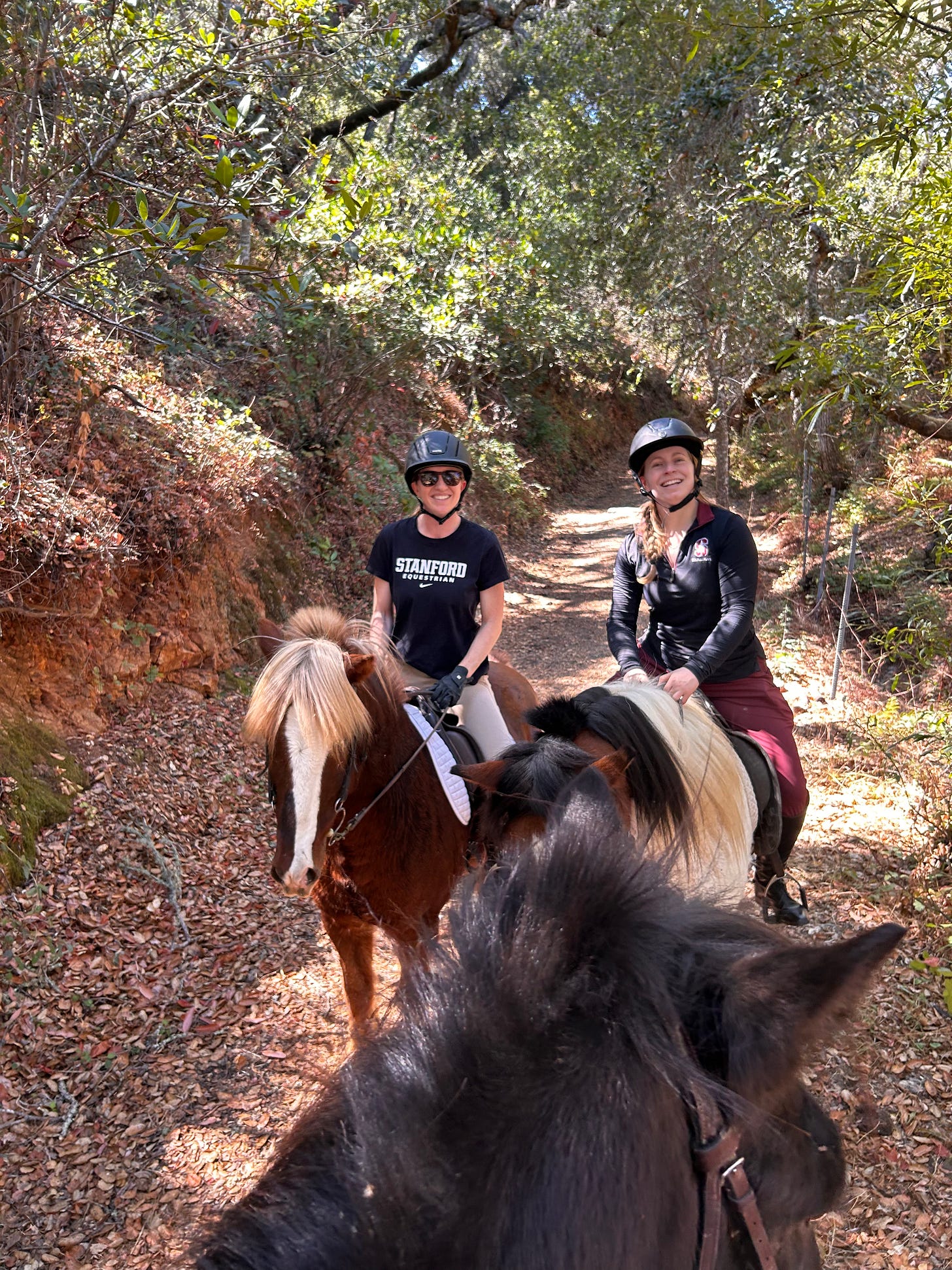Photo taken between one horse's ears, as I and an equestrian team friend sit on our own horses in the background. We're in the middle of riding through some shady trees in northern California.