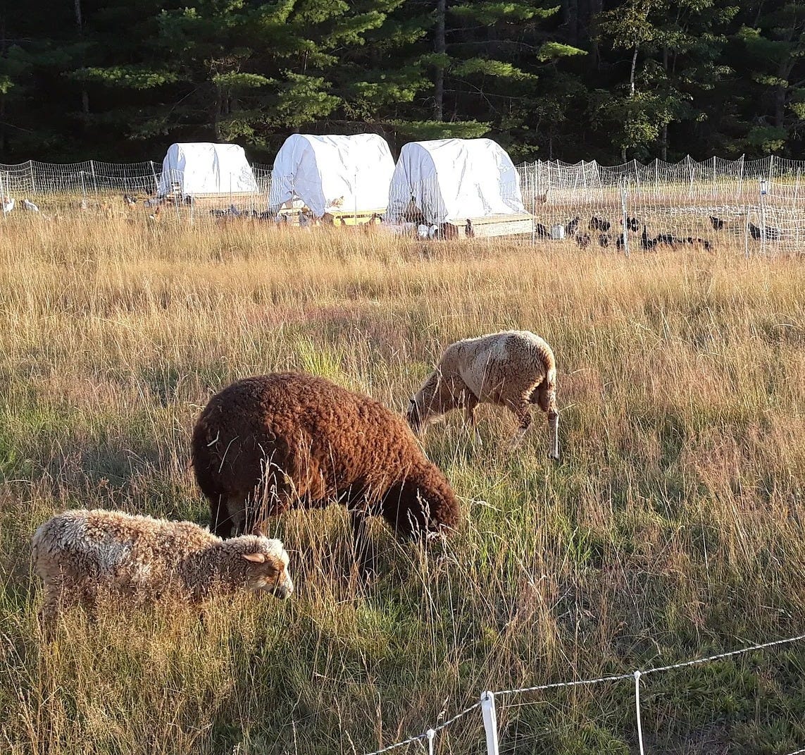 rotational grazing rotational grazing