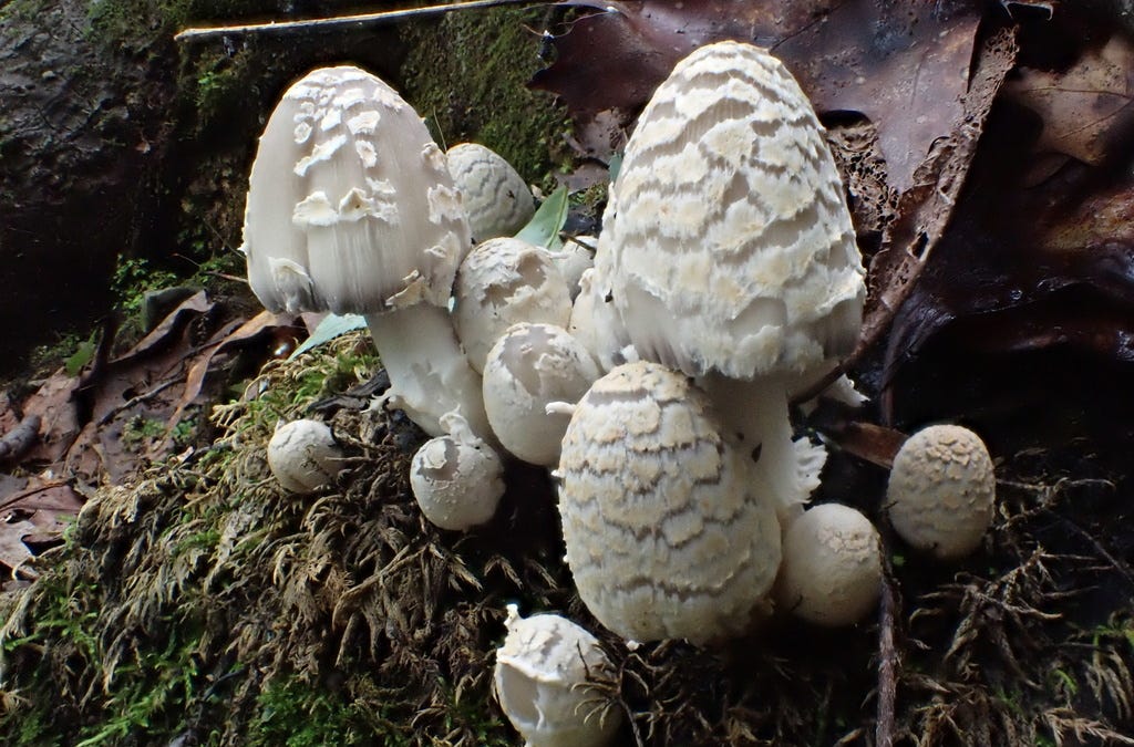 Of Mice and Tents - by Aubrey Carter - Mushroom Monday