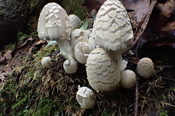 Mushroom Monday | Aubrey Carter | Substack