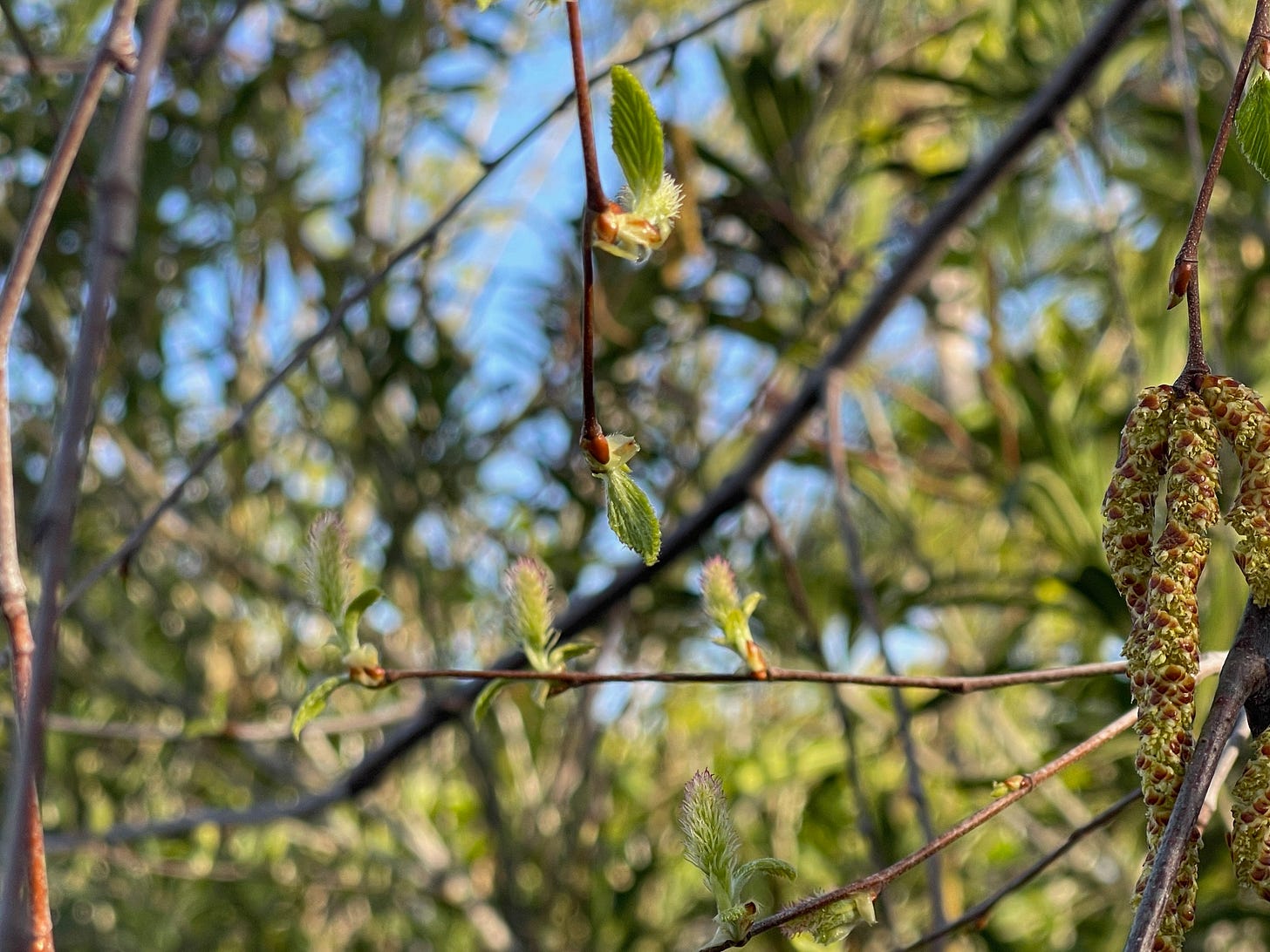 birch tree leaves emerging from branches.