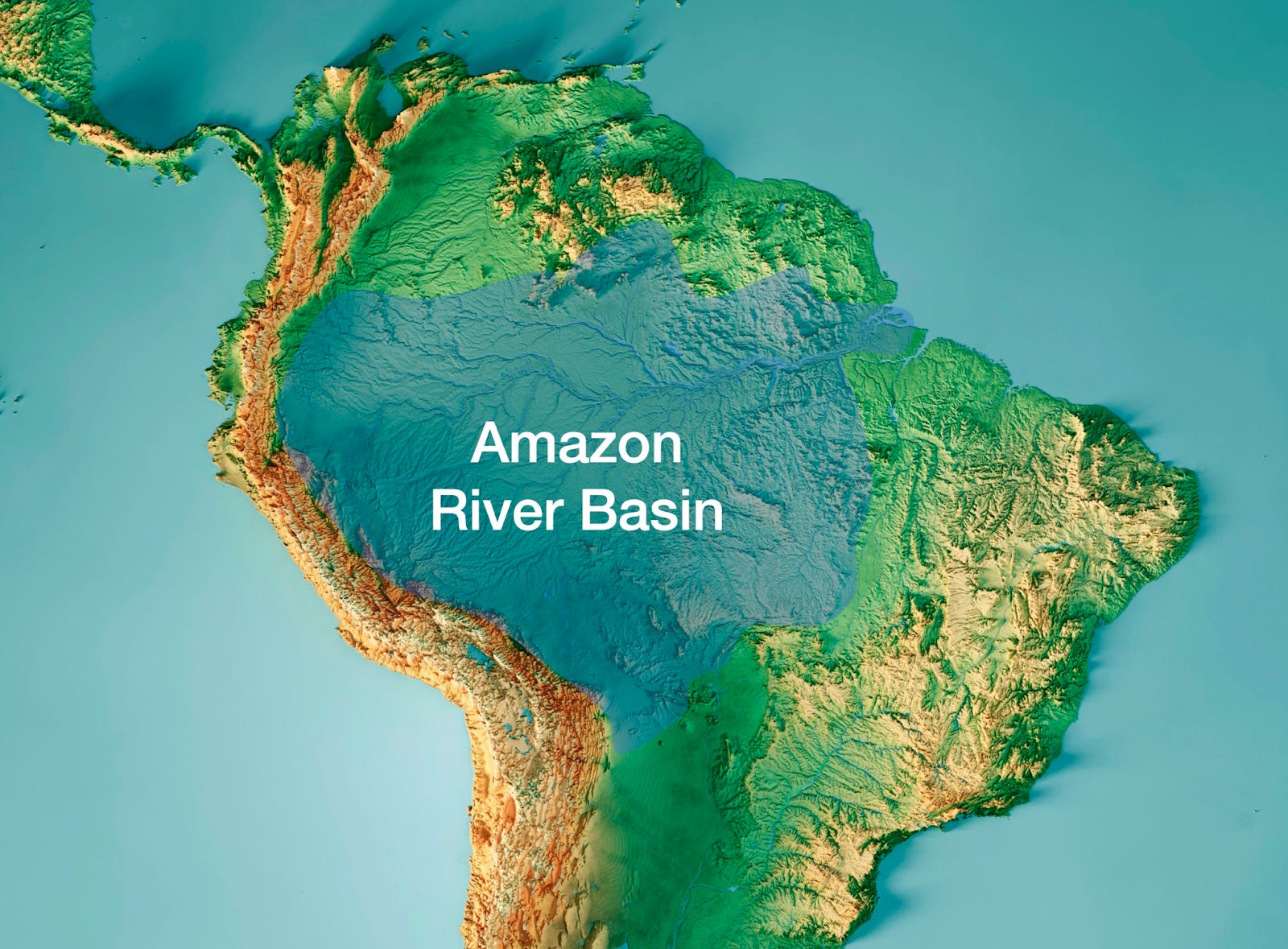 Amazon River Basin River Bank Of The Amazon River In The Peruvian