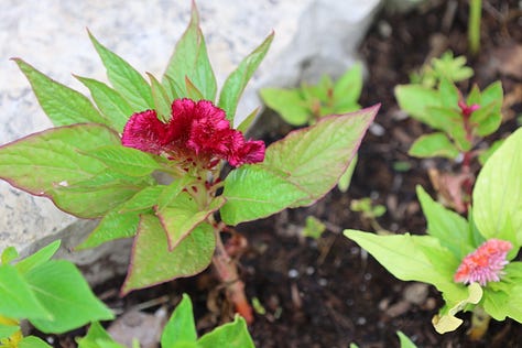 various flowering plants