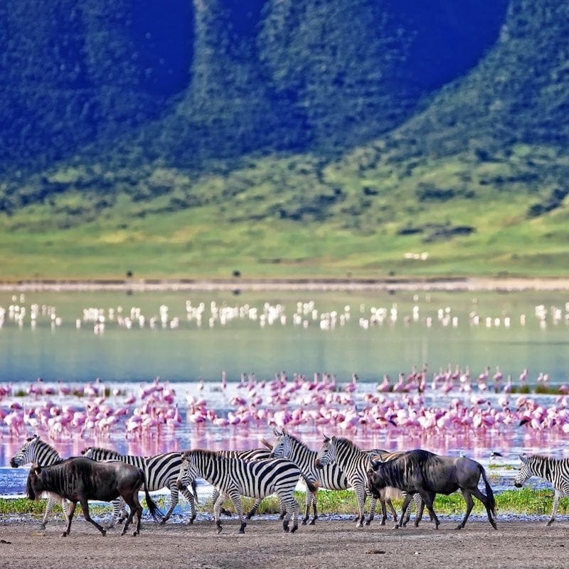 zebras in africa