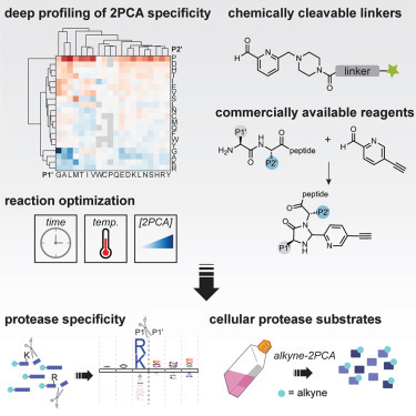 An N terminomics toolbox combining 2-pyridinecarboxaldehyde probes and click  chemistry for profiling protease specificity - ScienceDirect An N terminomics toolbox combining 2-pyridinecarboxaldehyde probes and click  chemistry for profiling protease specificity - ScienceDirect
