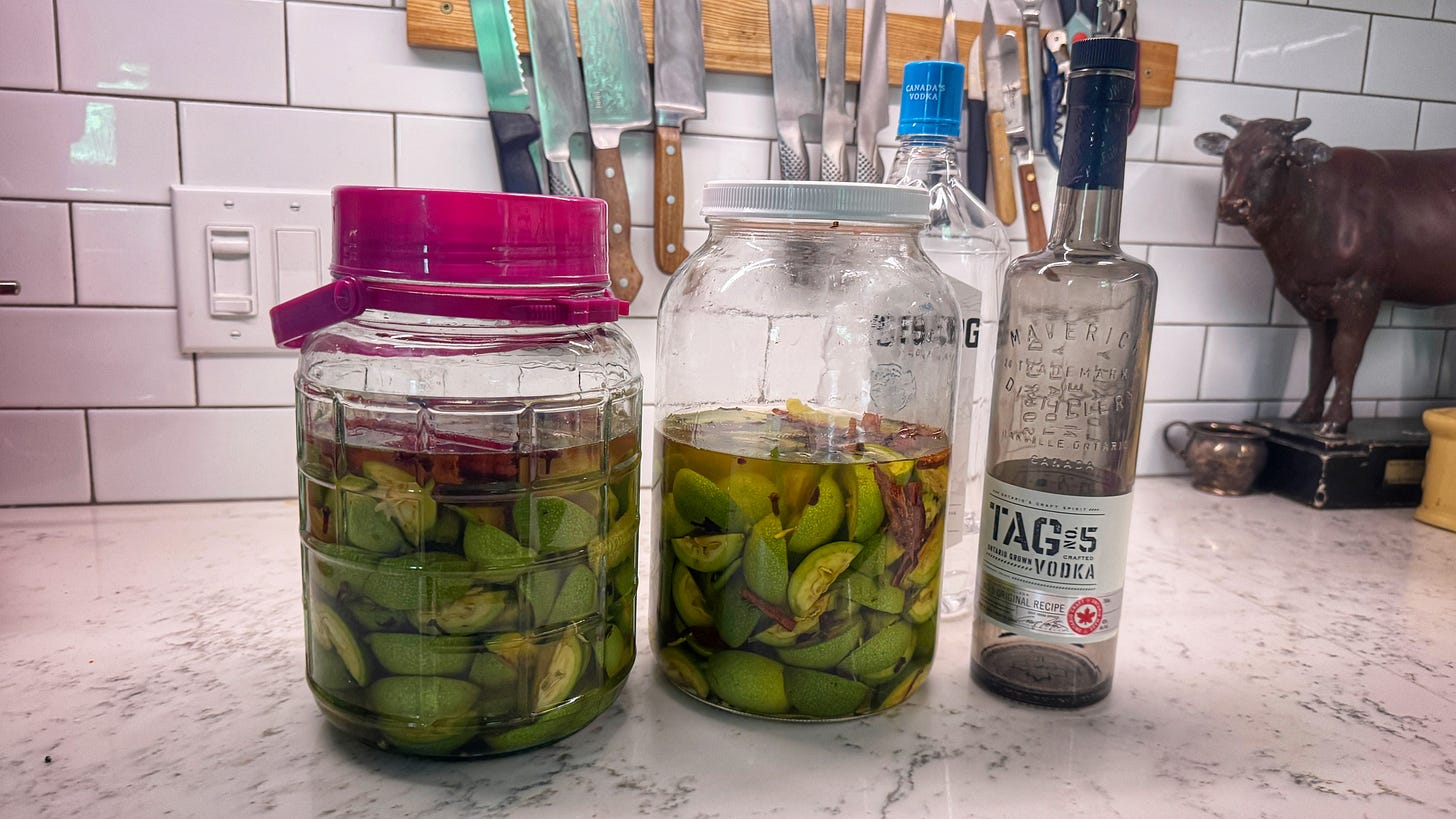 Two jars filled with the nocino ingredients. The green walnuts are visible through the liquid, but it is definitely darker than vodka. There are also two vodka bottles behind the jars, mostly empty. Two jars filled with the nocino ingredients. The green walnuts are visible through the liquid, but it is definitely darker than vodka. There are also two vodka bottles behind the jars, mostly empty.
