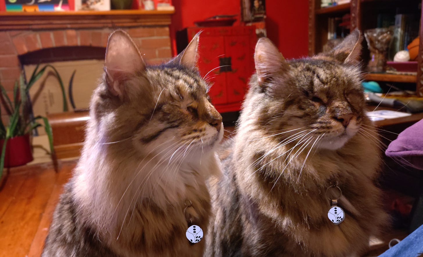 Picture of Milly and Rosie sitting side by side.