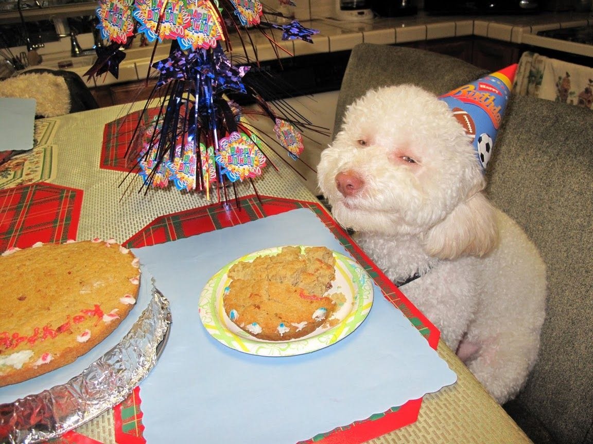 Birthday Dog | Know Your Meme