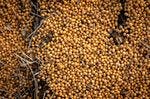 Soybeans during a harvest.