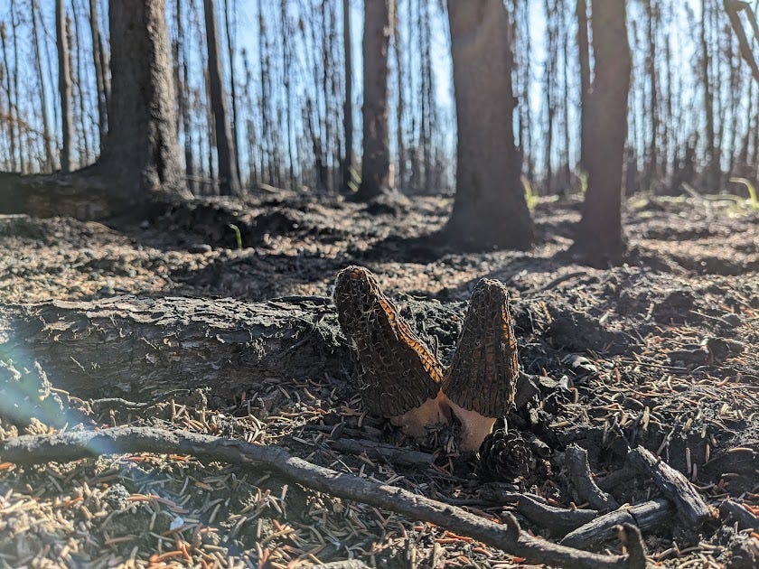 two burn morels