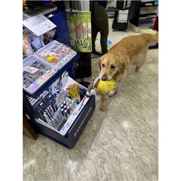 A dog standing next to a box with a ball

Description automatically generated