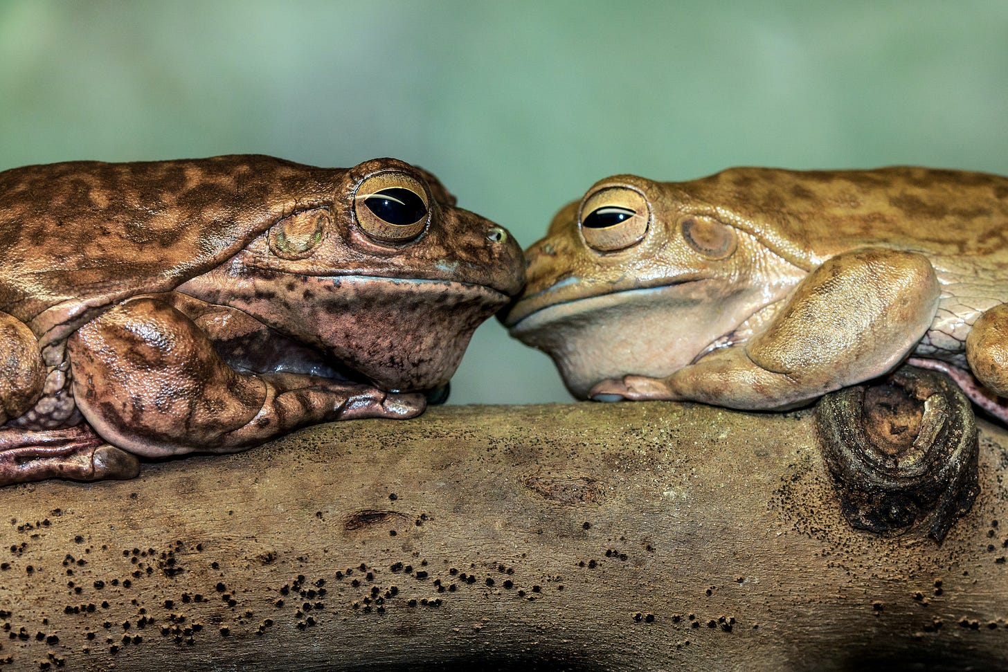 two ugly/cute tree frogs gazing at each other sweetly(ish) two ugly/cute tree frogs gazing at each other sweetly(ish)
