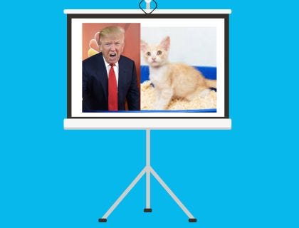 trump terrible face kitten in litter box trump terrible face kitten in litter box