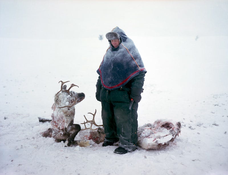 A Sámi in Sweden mourns the loss of two reindeer that starved after locking horns in a fight for dominance. © Erika Larsen A Sámi in Sweden mourns the loss of two reindeer that starved after locking horns in a fight for dominance. © Erika Larsen